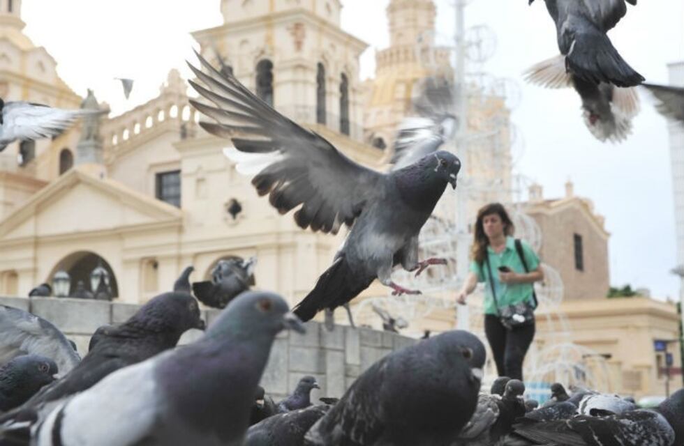 Buscan controlar la población de palomas en Córdoba