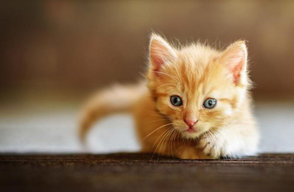 Se reencontró con su gata después de cinco años y la foto de volvió viral