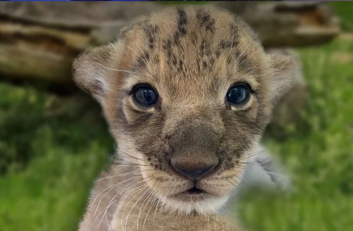 El leoncito recién nacido (Denver Zoo)