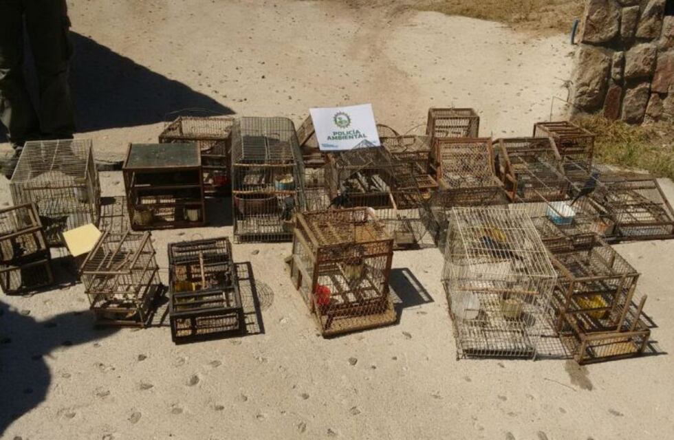 Se rescataron cerca de 800 aves silvestres en Córdoba