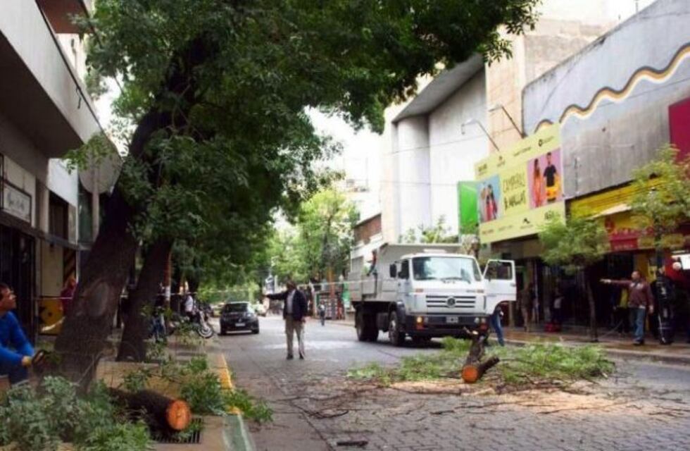 Cortarán alrededor de 2.000 árboles dañados en la Ciudad de Mendoza