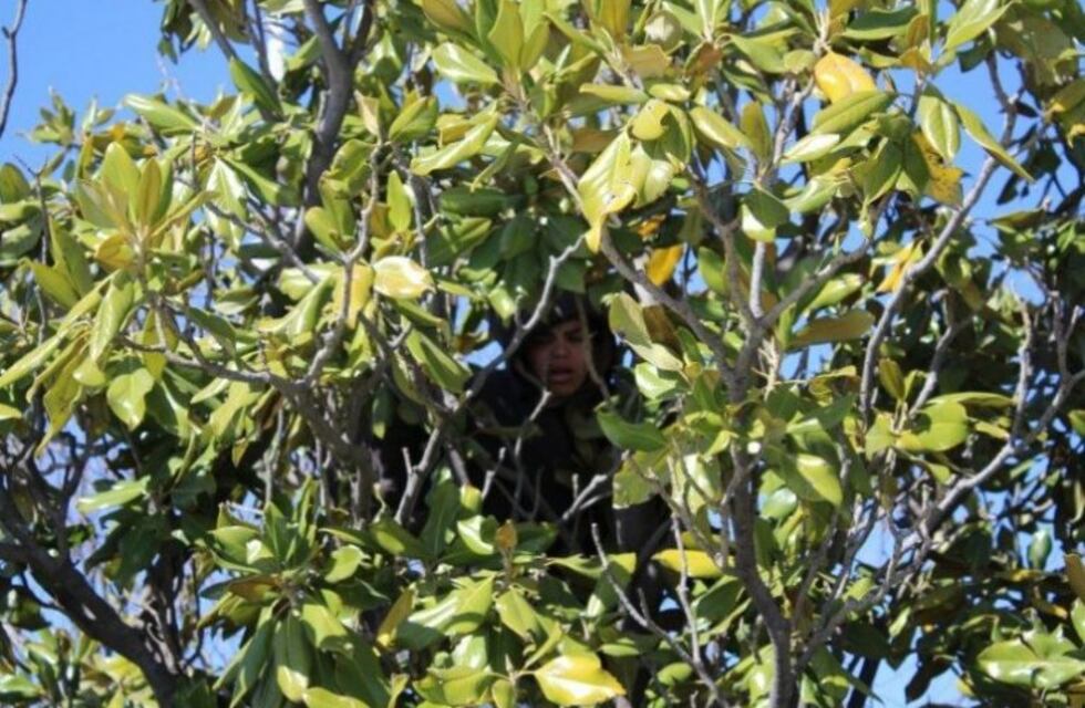 San Rafael: se subió a un árbol, pidió hablar con el intendente y amenazó con tirarse