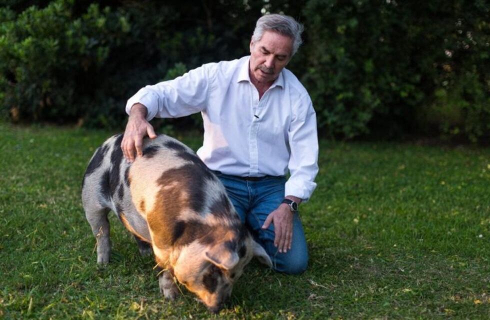 Felipe Solá y un desopilante tuit sobre el cerdo arrojado de un helicóptero: "Le mostré a mi chancha Pelota el video"