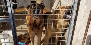 Una mujer fue atacada por tres perros en Punta Mogotes (Web)