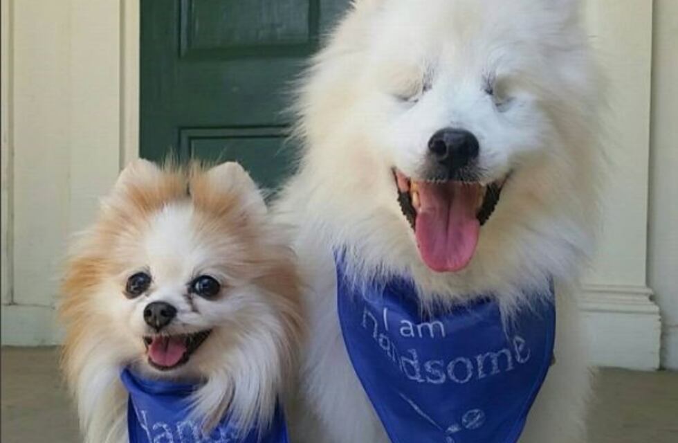 Hoshi, el perro ciego que es ayudado por un lazarillo y causa furor en Instagram