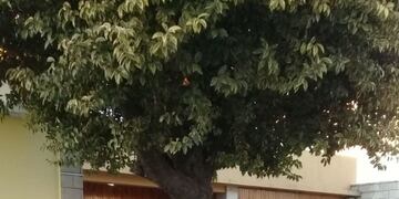 Perros envenenados Jesús María (Prensa Policía)