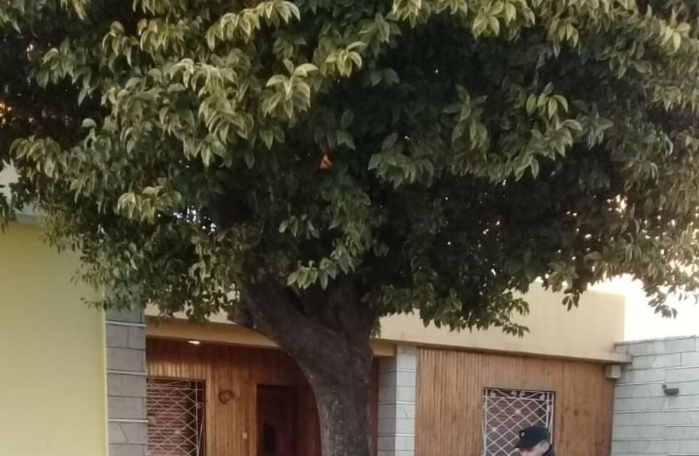 Jesús María: envenenaron y mataron a media docena de perros