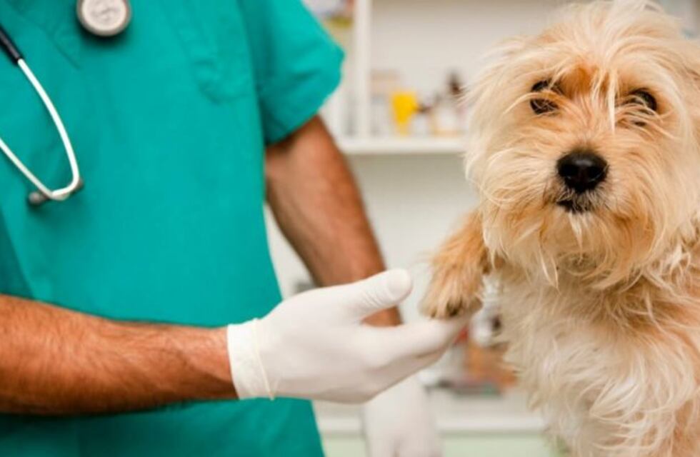 Se llevará a cabo una jornada de castración masiva