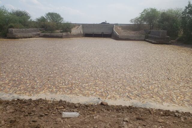 Miles de peces murieron y se pudren por el cierre de compuertas