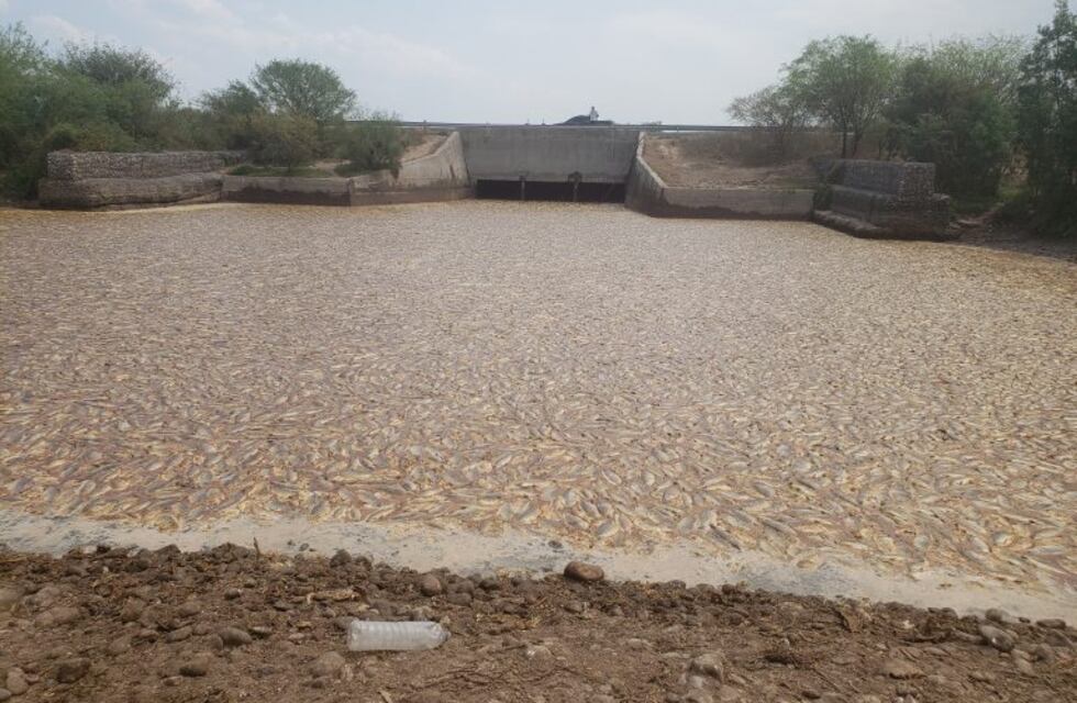 Dirigente de la Federación Agraria dijo que la mortandad de peces en el Bañado pudo haberse evitado