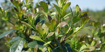 Hojas de yerba mate en período de recuperación durante los meses de octubre y noviembre de cada año\u002E