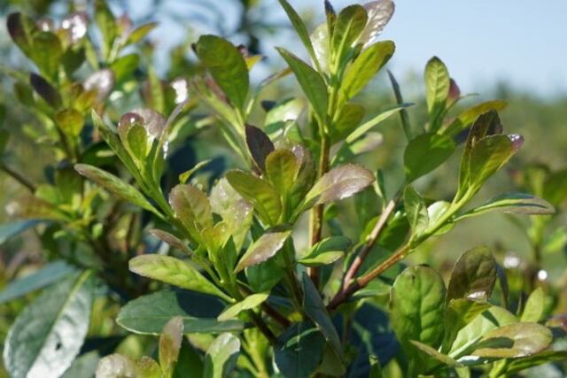 Hojas de yerba mate en período de recuperación durante los meses de octubre y noviembre de cada año\u002E