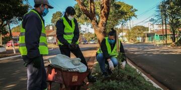 Plantación de especies nativas en bulevares de Posadas\u002E
