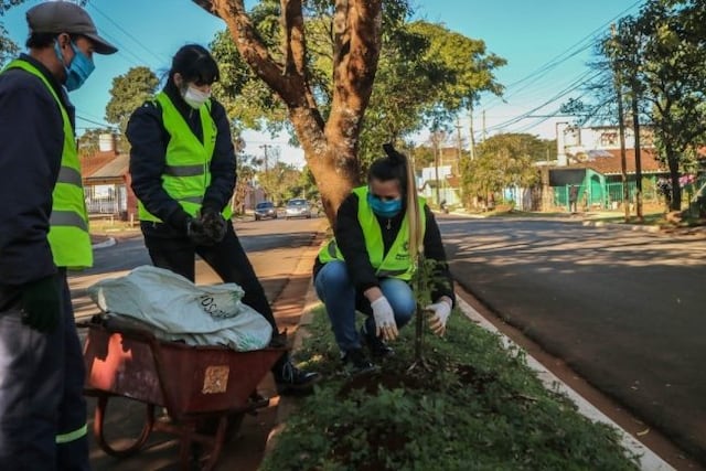 Plantación de especies nativas en bulevares de Posadas\u002E
