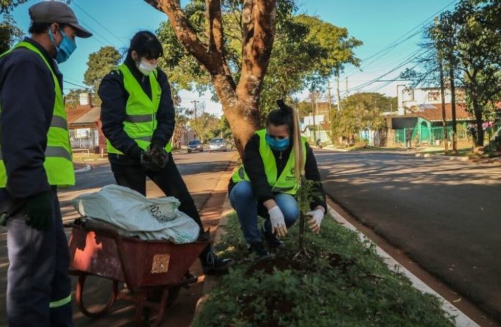 Plantan árboles en bulevares de la ciudad con especies nativas