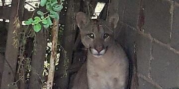 El puma rescatado (Foto de Pumakawa)\u002E