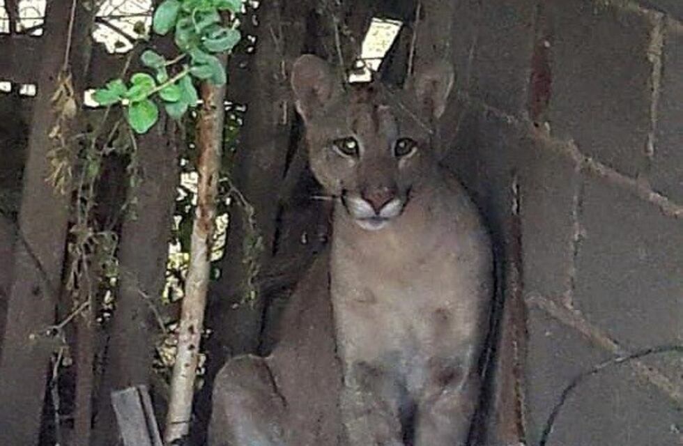 Rescataron un puma que estaba en una vivienda de Río Tercero
