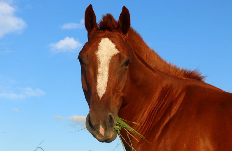 Determinación de la edad de los caballos