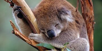 Koala (foto: Warwick Sloss/WWF/dpa)