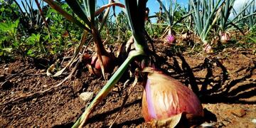 Cebolla - Flickr