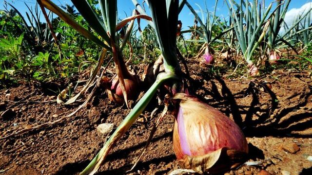 Estaba cosechando cebolla pero sin permiso del dueño. Foto Flickr