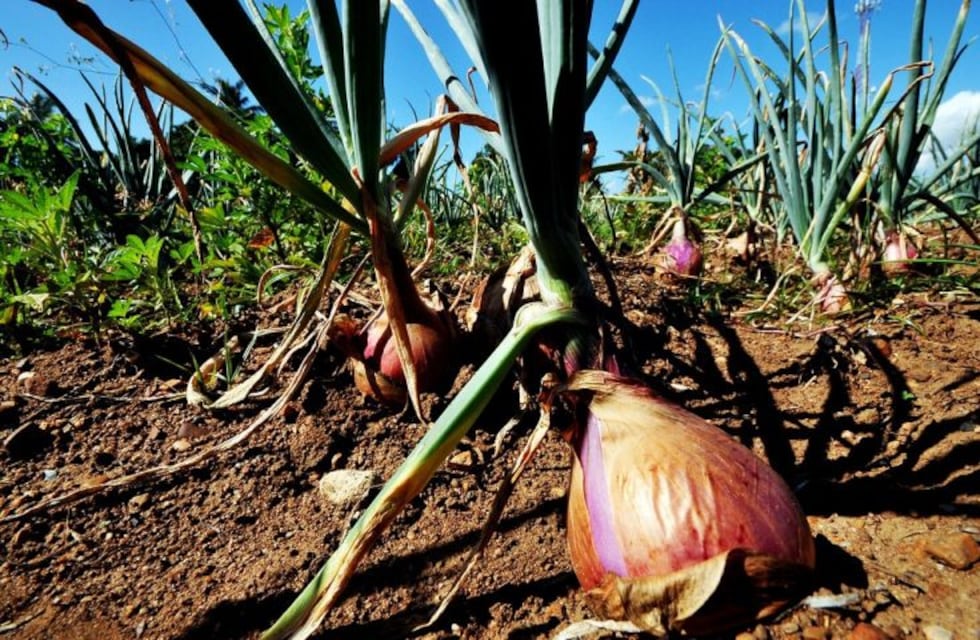 Los costos de logística disminuyen la competitividad de las cebollas argentinas