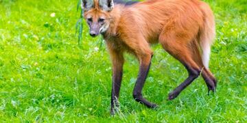 Aguará Guazú\u002E