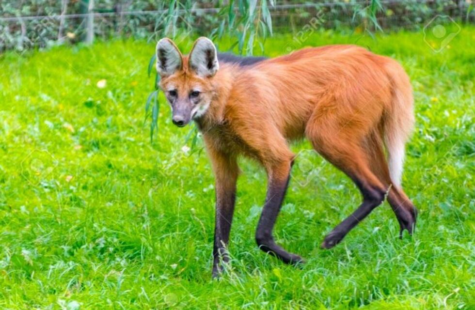 Capturaron al aguará guazú que andaba suelto por las calles de Paraná