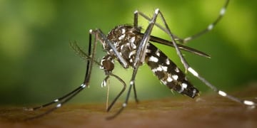 Mosquito aedes aegypti