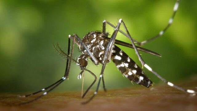 Mosquito aedes aegypti.