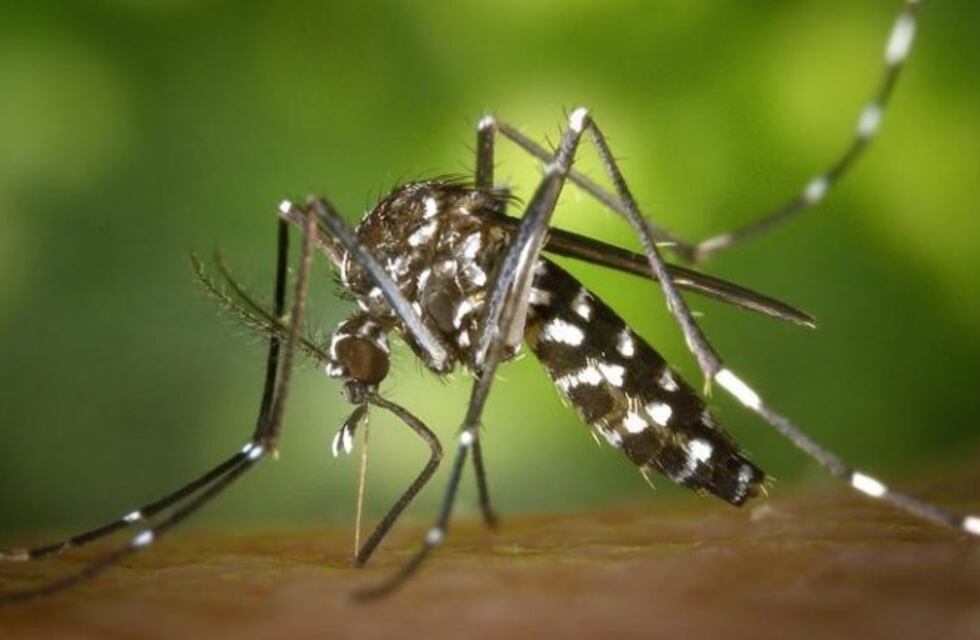 Con dos nuevas muertes, el dengue crece y supera cifras históricas en Córdoba