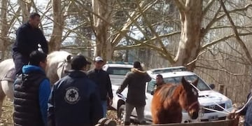 Rescatan más de 400 caballos desnutridos y maltratados en un campo de Ezeiza (Ministerio de Seguridad de la Provincia)