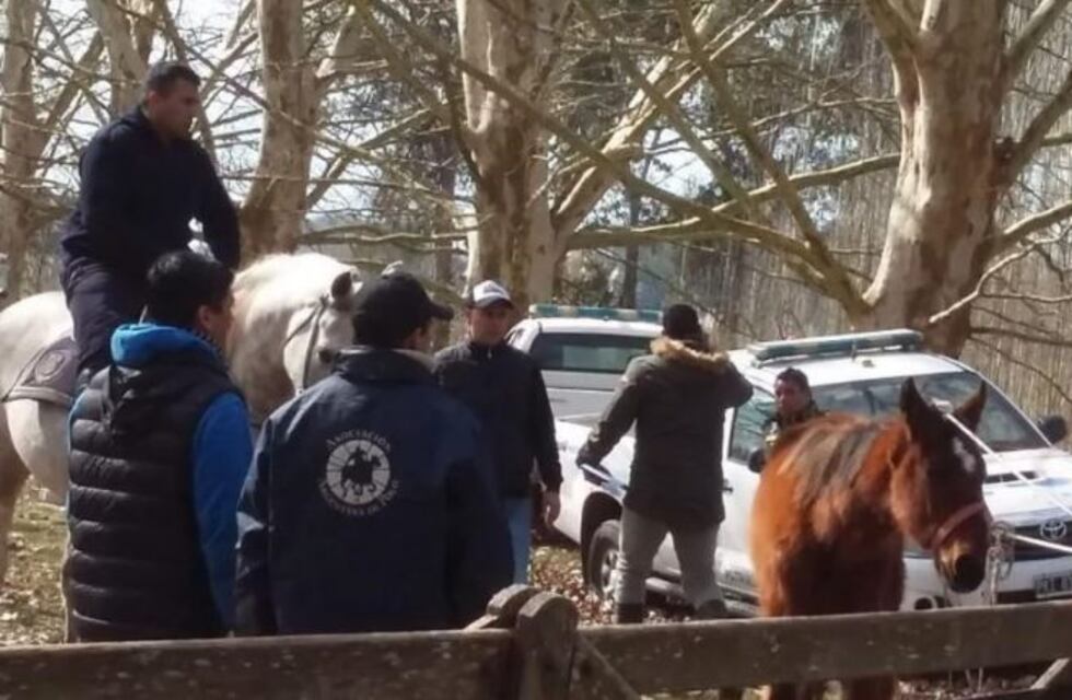 Maltrato animal: rescatan a 420 caballos desnutridos en Ezeiza