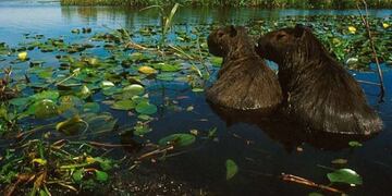 Esteros del Iberá siempre es un atractivo