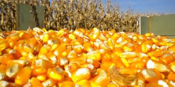 Producción récord de maíz sale por los puertos de Rosario