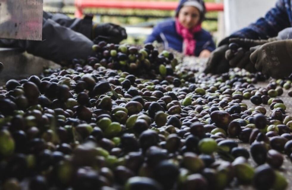 Preocupación de empresarios olivícolas por la tensión entre Argentina y Brasil