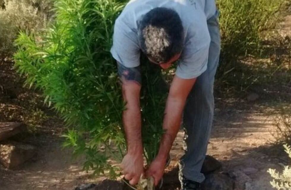 Tenían una plantación de marihuana en el Cerro Arco y todos los días iban a regar las plantas