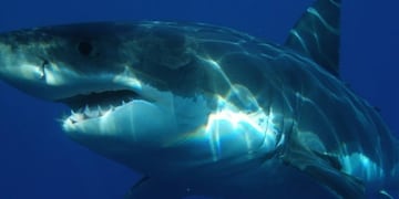 Tiburón (Foto: Imagen ilustrativa/web)