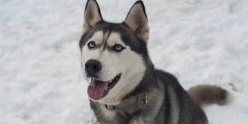 Loki, el perro ciberiano que se volvió viral\u002E