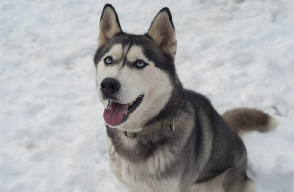 Un perro caprichoso se enoja porque su dueño no quiere darle pizza