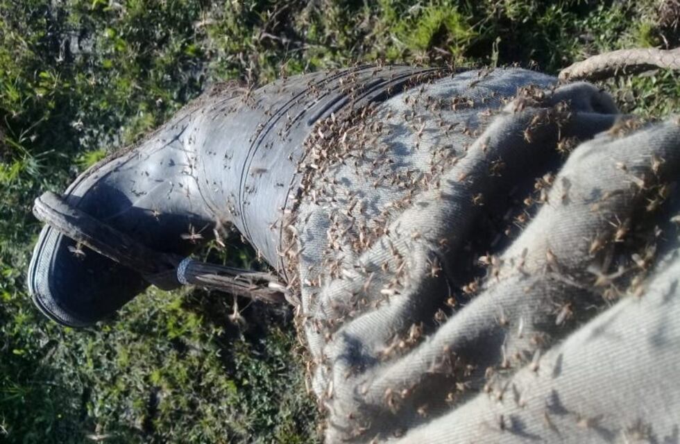 La invasión de mosquitos afecta Pozo de la Olla