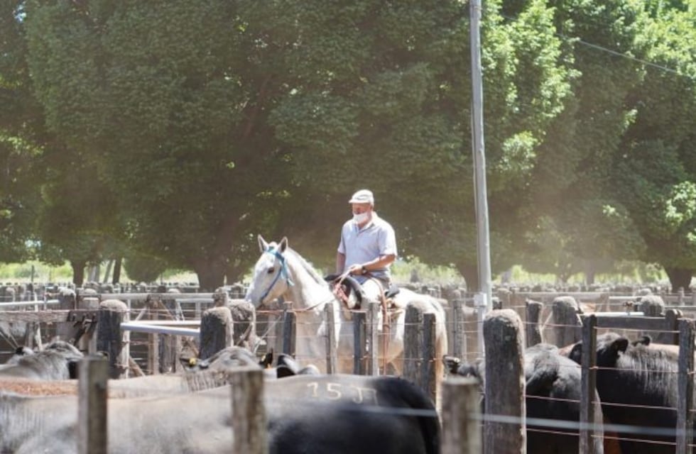 Satisfacción en el sector ganadero por la implementación de la guía digital para traslado de animales