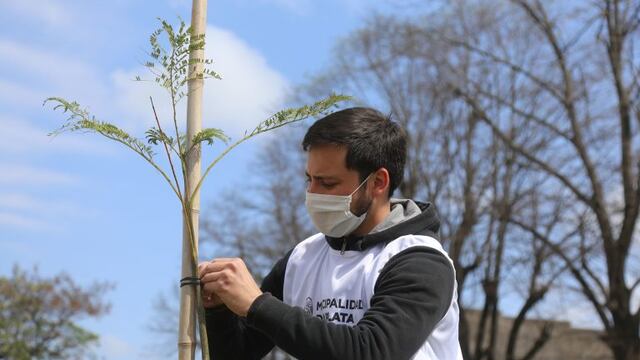 La Municipalidad de La Plata avanza con el Plan de Forestación 20-25 (Municipalidad de La Plata)