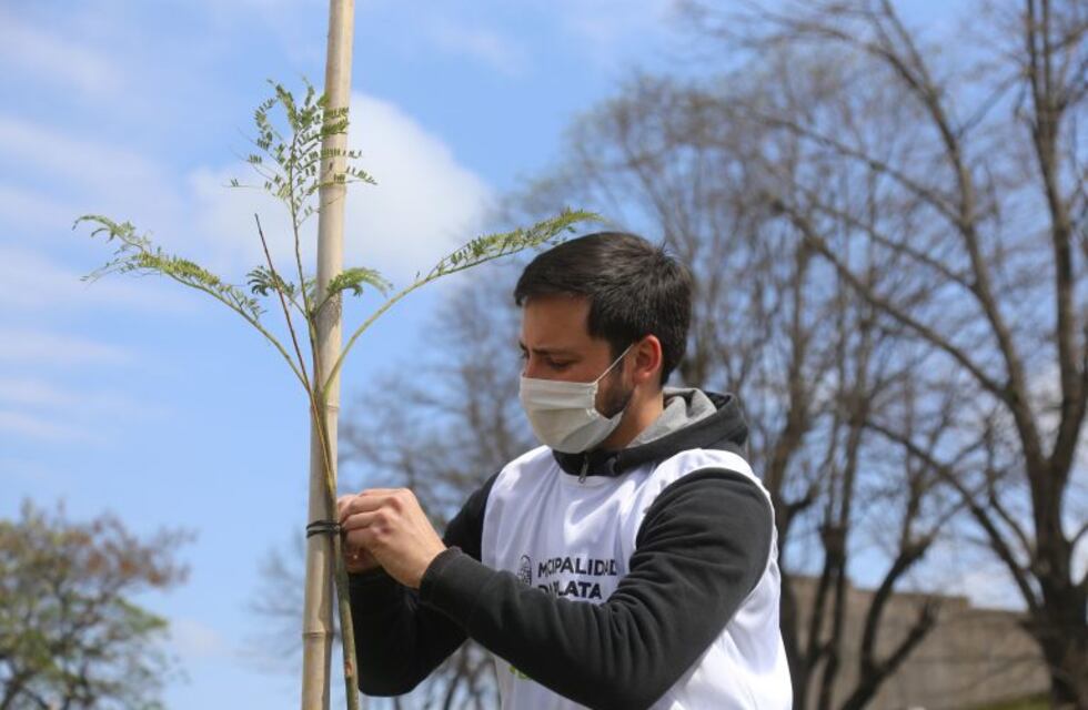 Se avanza en la recuperación del arbolado de La Plata y ya se plantaron 2.000 nuevos ejemplares