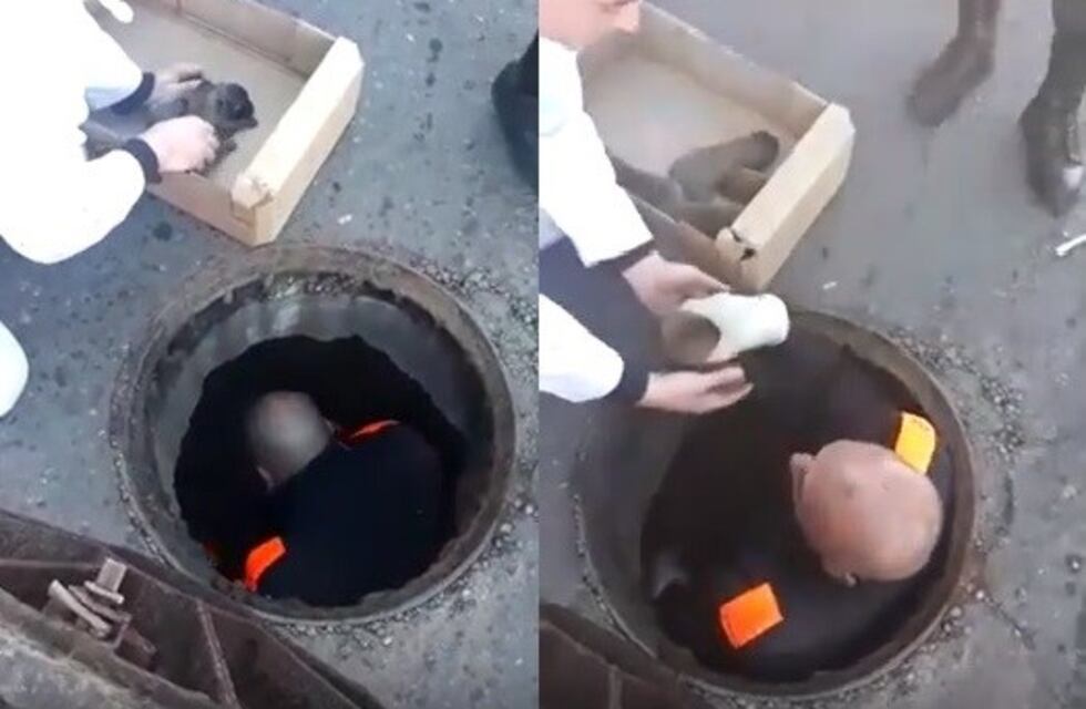 Video: una perra y sus ocho cachorros fueron rescatados de un desagüe