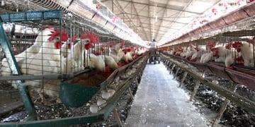 Avícola, Foto ilustrativa\u002E CIMECO