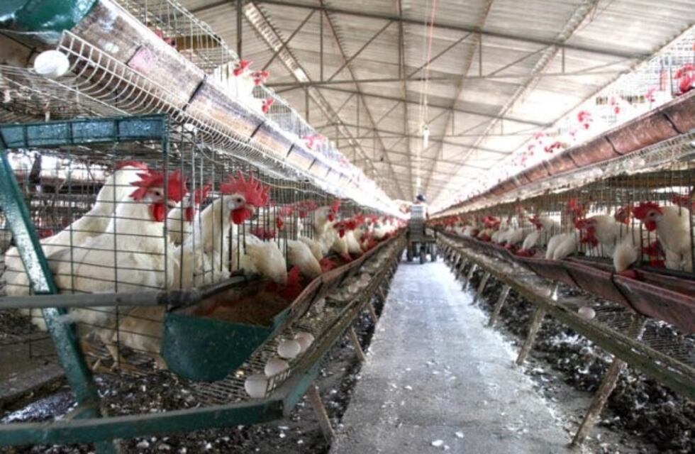 Planta faenadora avícola en la Escuela Agrícola, en convenio con Agedel y CAE