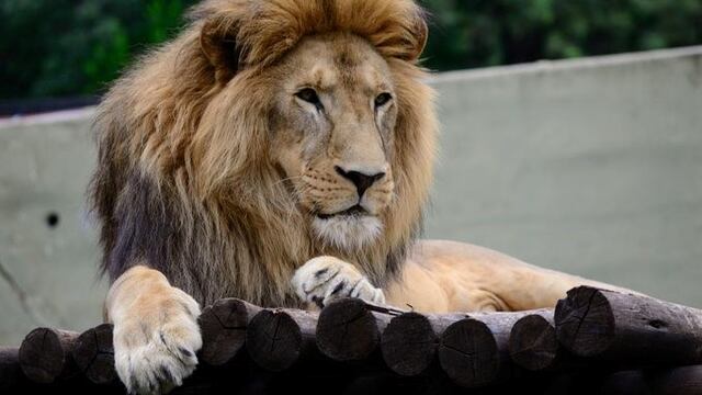 Tango, el león del exzoológico Córdoba