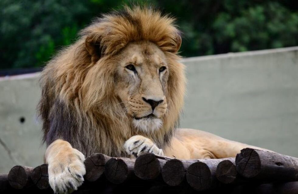 Zoo de Córdoba: la empresa a cargo hará la denuncia al COE por ingreso no autorizado