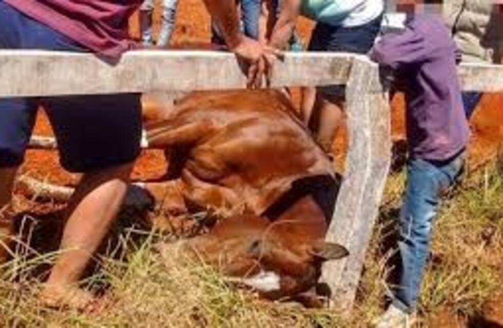 Polémica por la muerte de otro caballo en una carrera cuadrera de Chepes